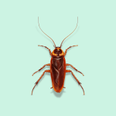 Illustration of American Cockroach