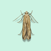 Illustration of Angoumois Grain Moth