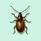 Illustration of Annual Bluegrass Weevil