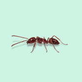 Illustration of Argentine Ant