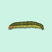 Illustration of Armyworm