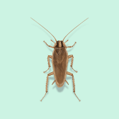 Illustration of Asian Cockroach