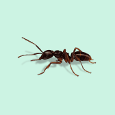 Illustration of Asian Needle Ant