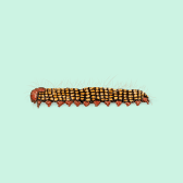 Illustration of Azalea Caterpillar