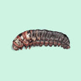 Illustration of Bagworm