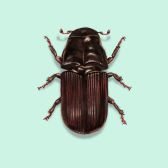 Illustration of Bark Beetle