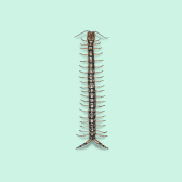 Illustration of Bark Centipede