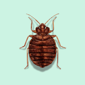 Illustration of Bed Bug