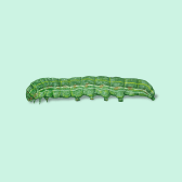 Illustration of Beet Armyworm