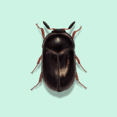 Illustration of Black Carpet Beetle
