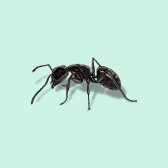 Illustration of Black Garden Ant