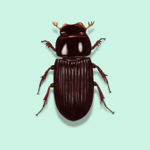 Illustration of Black Turfgrass Ataenius