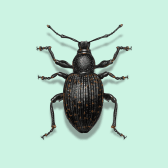 Illustration of Black Vine Weevil