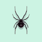 Illustration of Black Widow Spider