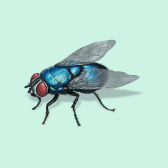 Illustration of Blue Bottle Fly
