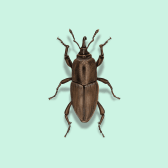 Illustration of Bluegrass Billbug