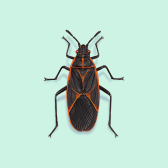 Illustration of Boxelder Bug