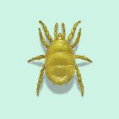 Illustration of Broad Mite