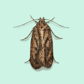 Illustration of Brown House Moth