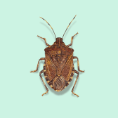 Illustration of Brown Marmorated Stink Bug