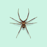 Illustration of Brown Recluse Spider