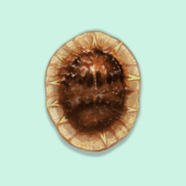 Illustration of Brown Soft Scale