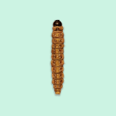 Illustration of Budworms