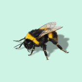 Illustration of Bumblebee