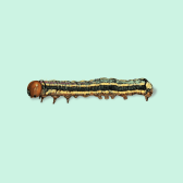 Illustration of California Oakworm