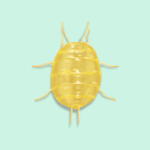 Illustration of California Red Scale