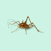 Illustration of Camel Cricket