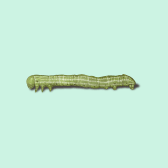 Illustration of Cankerworm