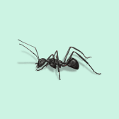 Illustration of Carpenter Ant