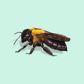 Illustration of Carpenter Bee