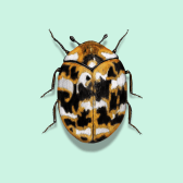 Illustration of Carpet Beetle
