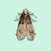 Illustration of Carpet Moth