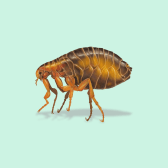 Illustration of Flea