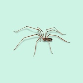 Illustration of Cellar Spider