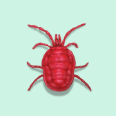 Illustration of Chigger