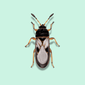 Illustration of Chinch Bug