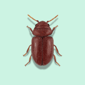 Illustration of Cigarette Beetle