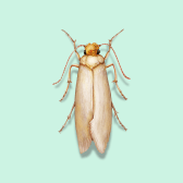 Illustration of Clothes Moth