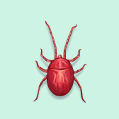 Illustration of Clover Mite