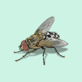 Illustration of Cluster Fly