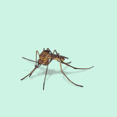 Illustration of Common House Mosquito