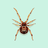 Illustration of Common House Spider