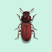 Illustration of Confused Flour Beetle