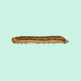 Illustration of Cutworm