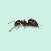 Illustration of Dark Rover Ant