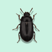 Illustration of Darkling Beetle